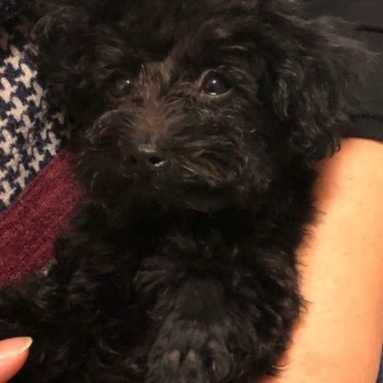 トイ・プードルのくろすけくん