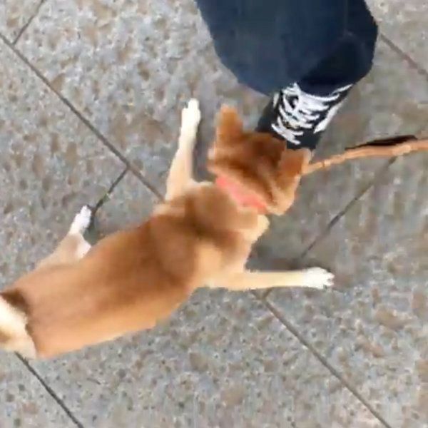 スニーカーのヒモをかじる豆柴