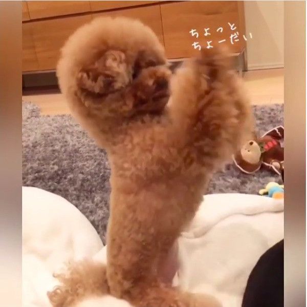 ちょうだいポーズワンコ