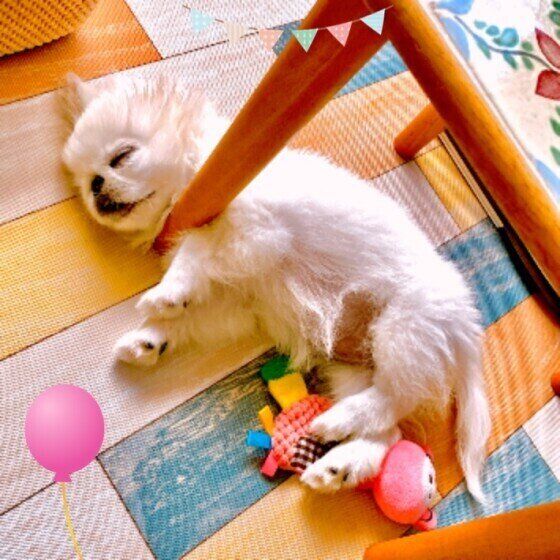 眠る子犬(ペキニーズ、メス)