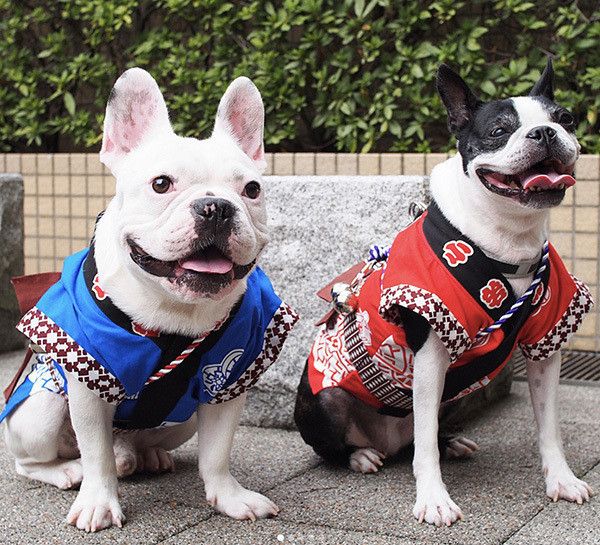 フレンチ・ブルドッグとボストン・テリア