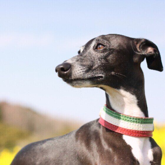 犬の骨折が起こりやすい場面とは？ 犬の骨折について獣医師に聞いてみた いぬのきもち