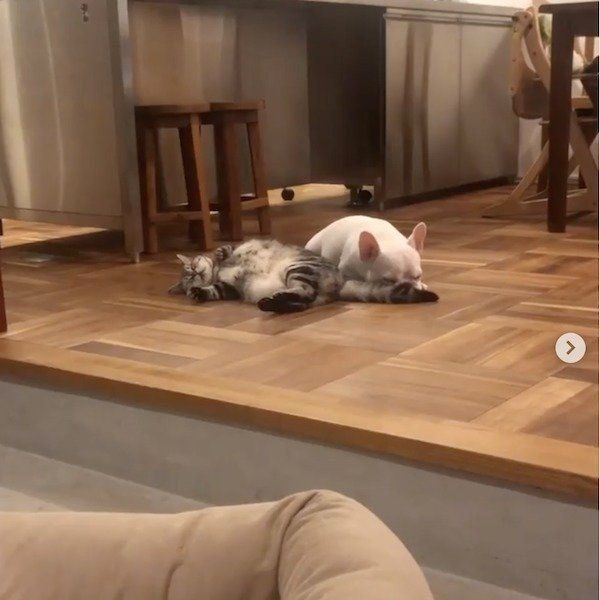 猫のしっぽが顔に当たるフレンチ・ブルドッグ