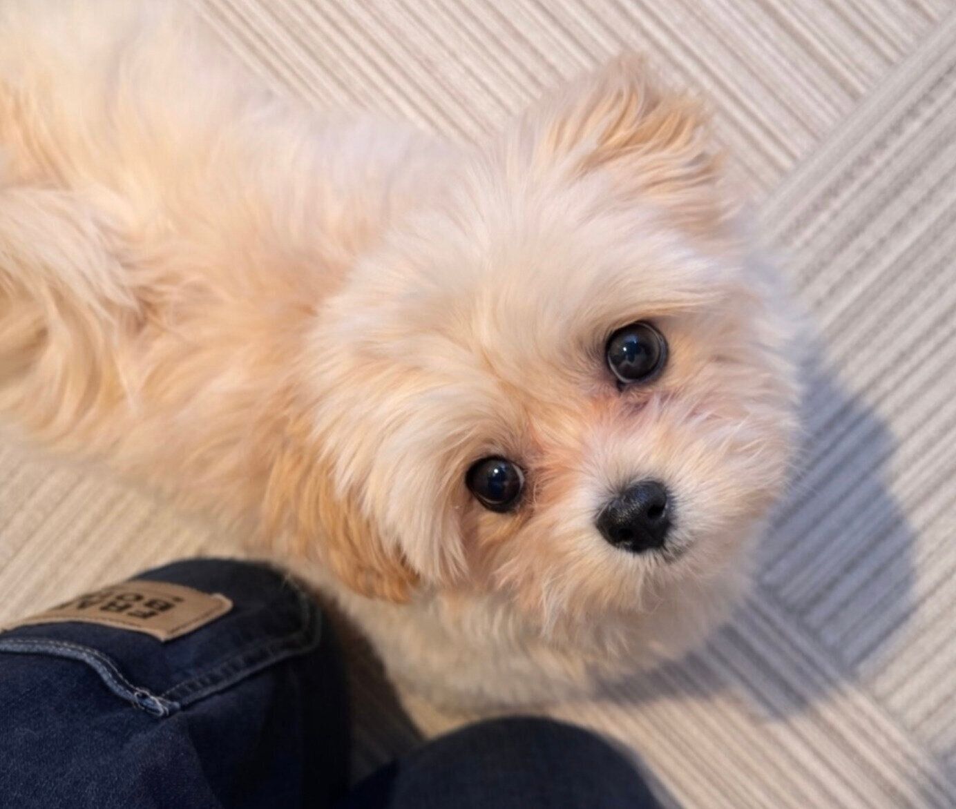 見上げるぽてちゃん