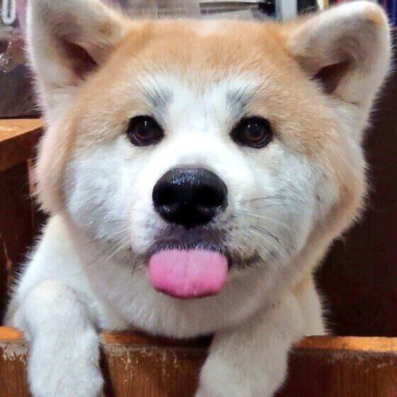 秋田のののちゃん♪