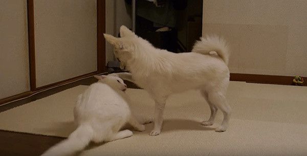 頭をポンポンする犬