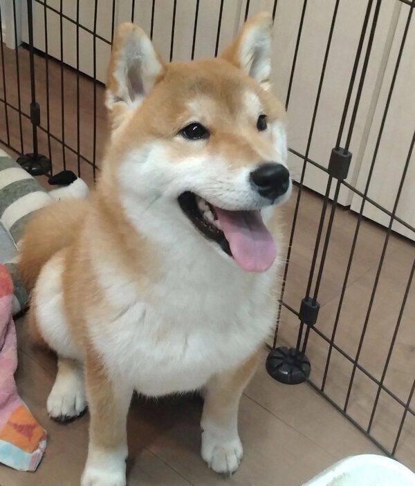 笑顔が可愛いおこげくん