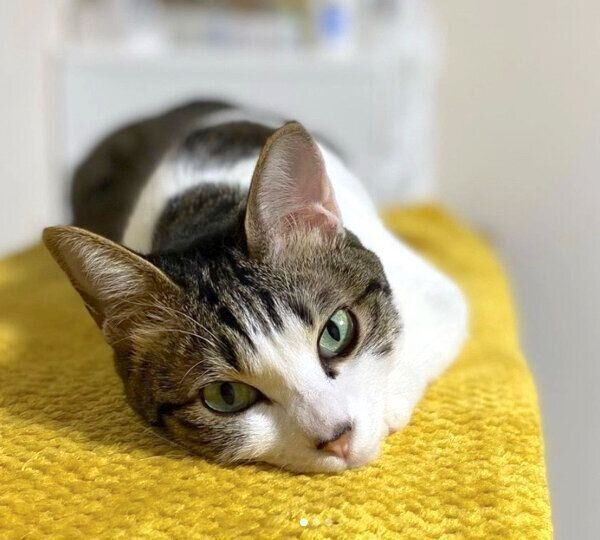 くつろぐななちゃん