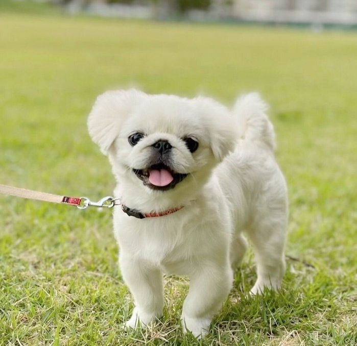 散歩を楽しむもぐちよちゃん