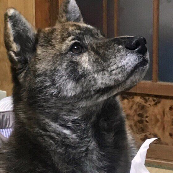 甲斐犬のカイくん