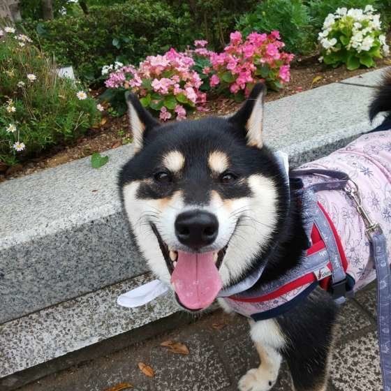 楽しそうな様子の柴犬