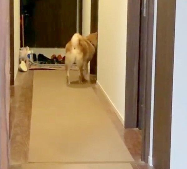 ひとりで寝室へ行こうとする柴犬