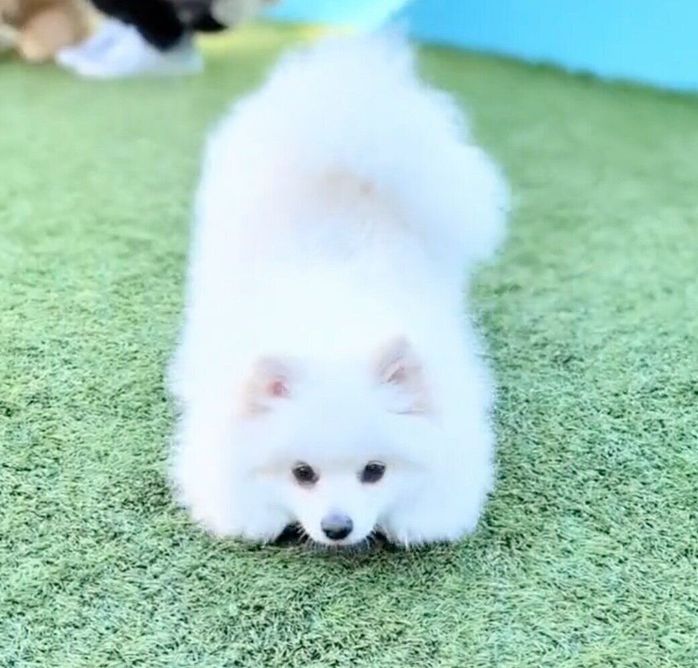 ボールを隠すくまちゃん