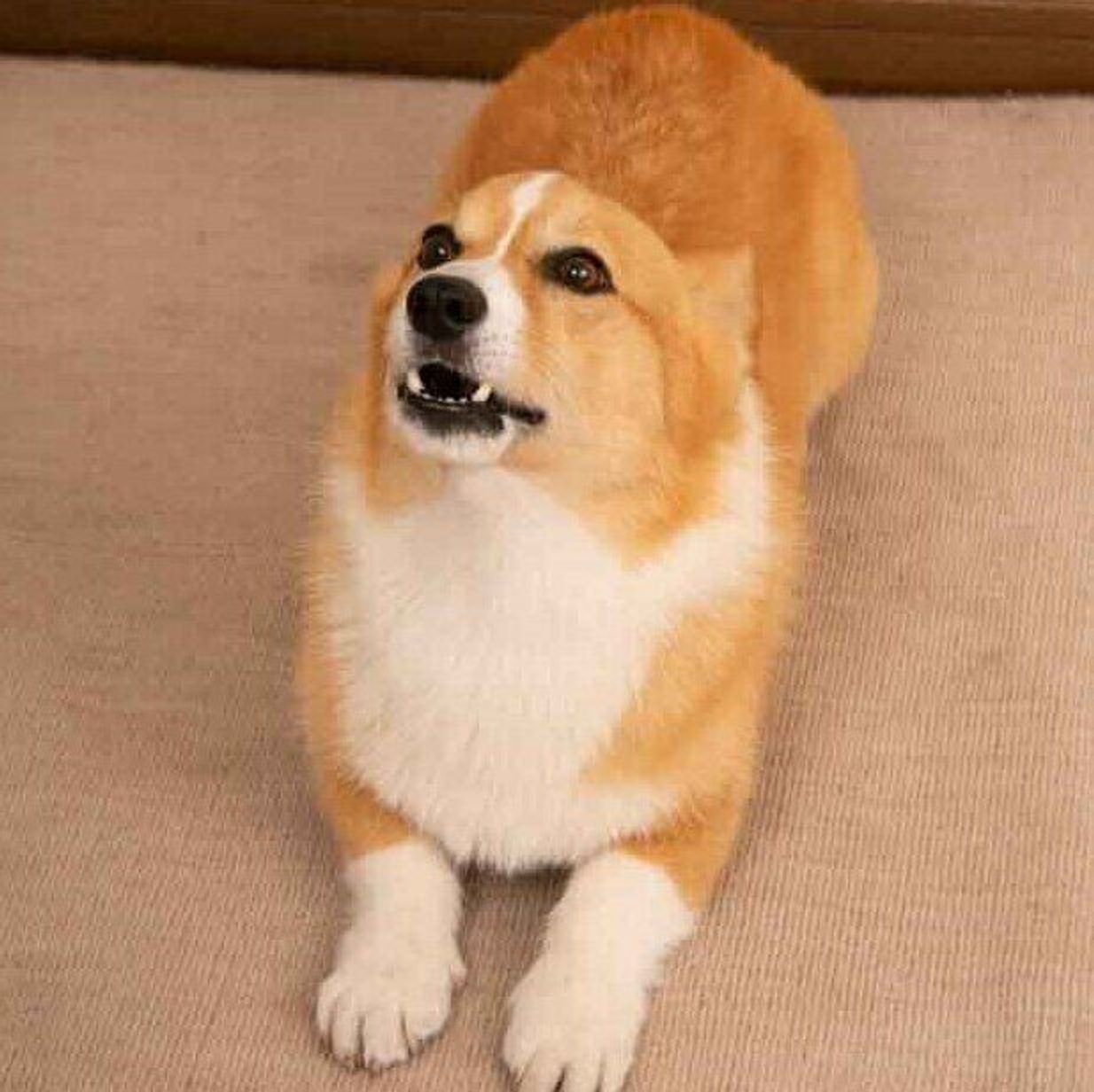 チャイム吠えをその場でストップさせる 定番テク Ng例をしていない いぬのきもちweb Magazine チャイム吠えをその場でストップさせる 定番テク Ng例をしていない いぬのきもちweb Magazine