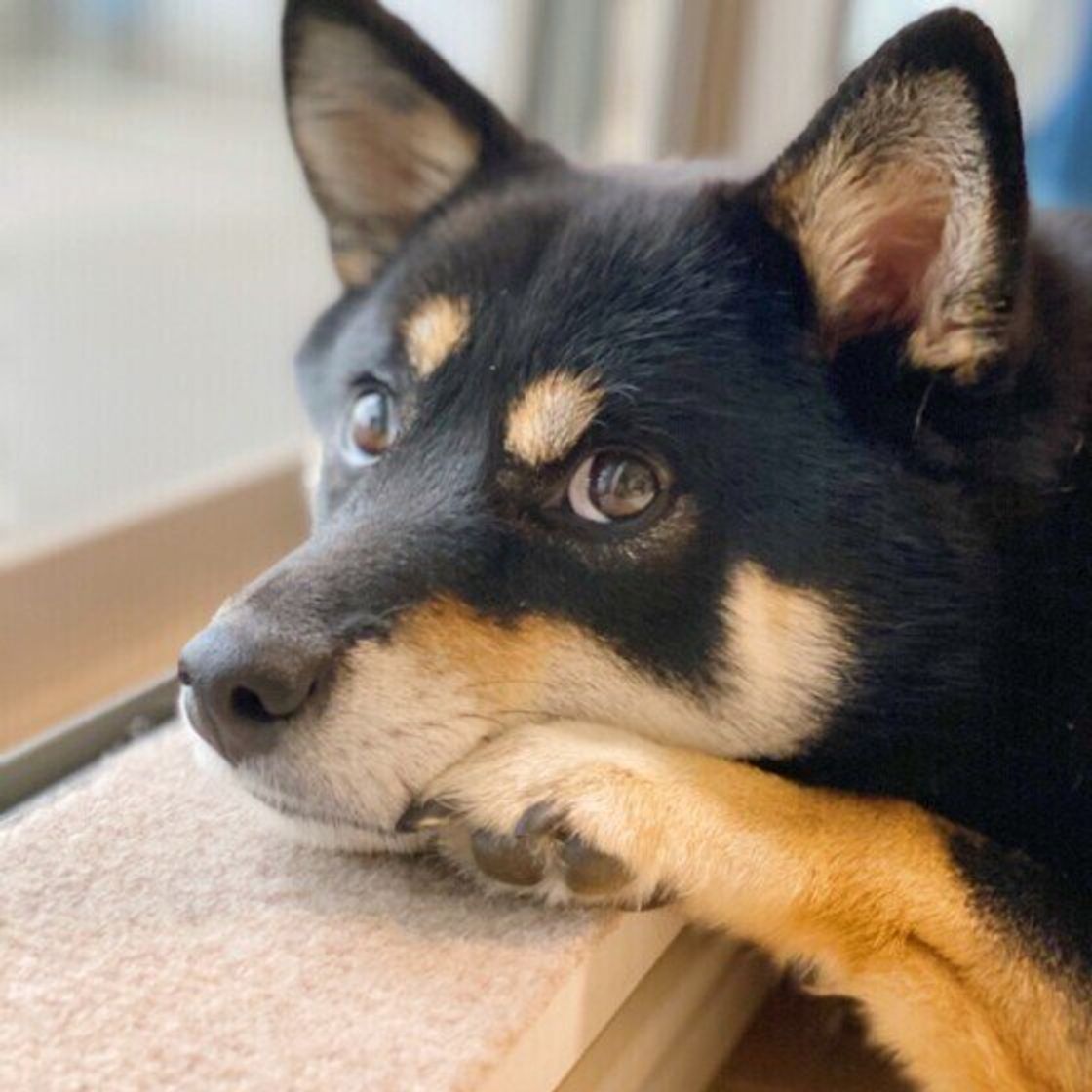 愛犬が冬を快適に過ごすためのエアコンの設定温度と湿度は 暖房器具の使い方まとめ いぬのきもちweb Magazine 愛犬が冬を快適に過ごすためのエアコンの設定温度と湿度は 暖房器具の使い方まとめ いぬのきもちweb Magazine