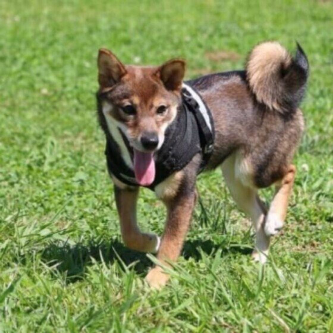 散歩 ドッグランなどでトラブルに 愛犬との外出で起こりがちな 困りごと への対処法 獣医師解説 いぬのきもちweb Magazine 散歩 ドッグランなどでトラブルに 愛犬との外出で起こりがちな 困りごと への対処法 獣医師解説 いぬのきもちweb Magazine