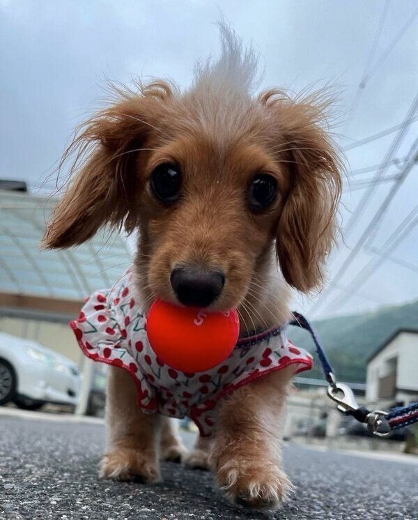 ボールをくわえるなつちゃん