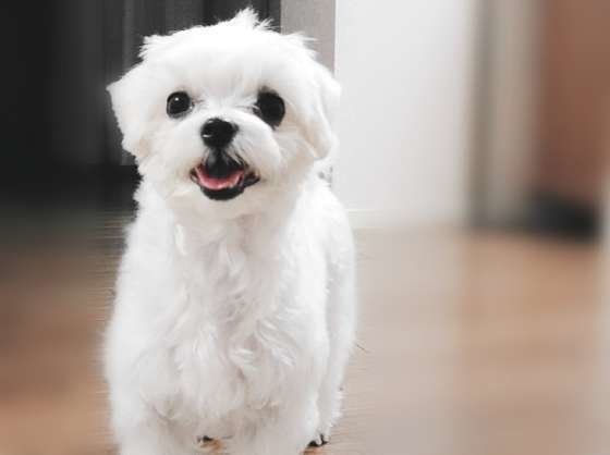 にっこり笑うマルチーズ