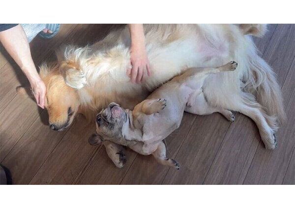 なでられるぽち丸くんを見て、アピールするぷー助くん