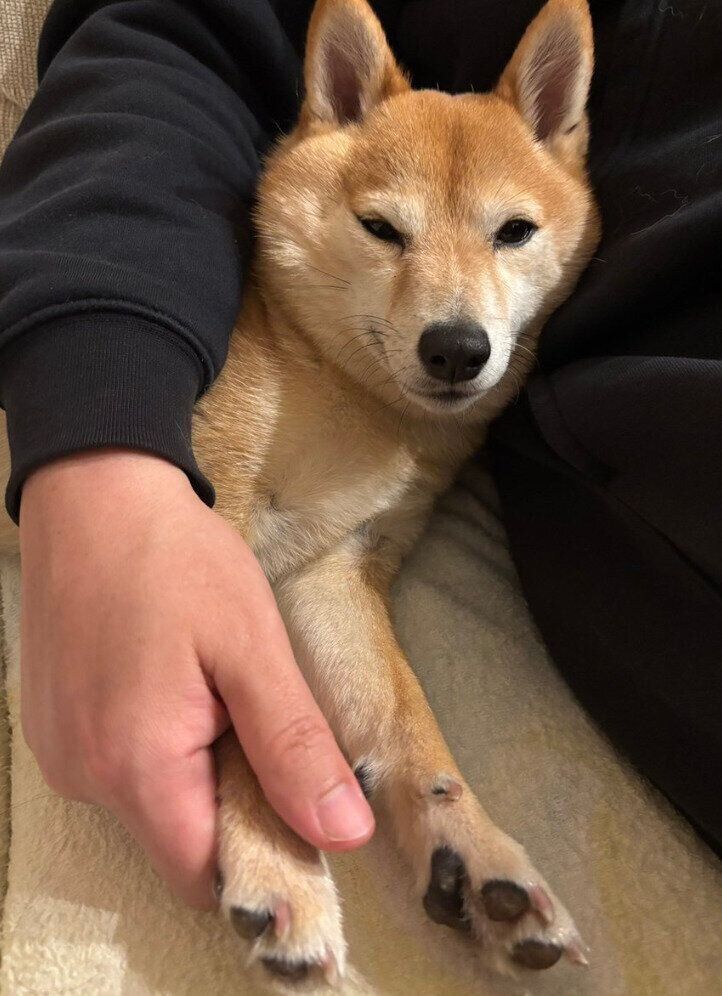 甘えるけんたくん