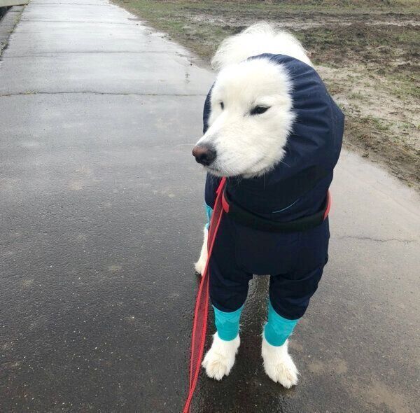 スネ夫みたいな顔になるサモちゃん