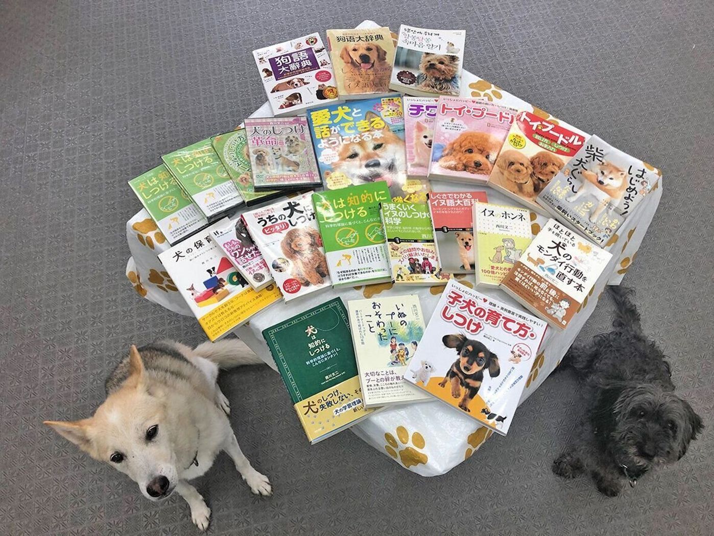 私の存在そのものが犬たちのおかげできている 連載 西川文二の 犬ってホントは 犬の日特別連載 いぬのきもちweb Magazine 私の存在そのものが犬たちのおかげできている 連載 西川文二の 犬ってホントは 犬の日特別連載 いぬのきもちweb Magazine