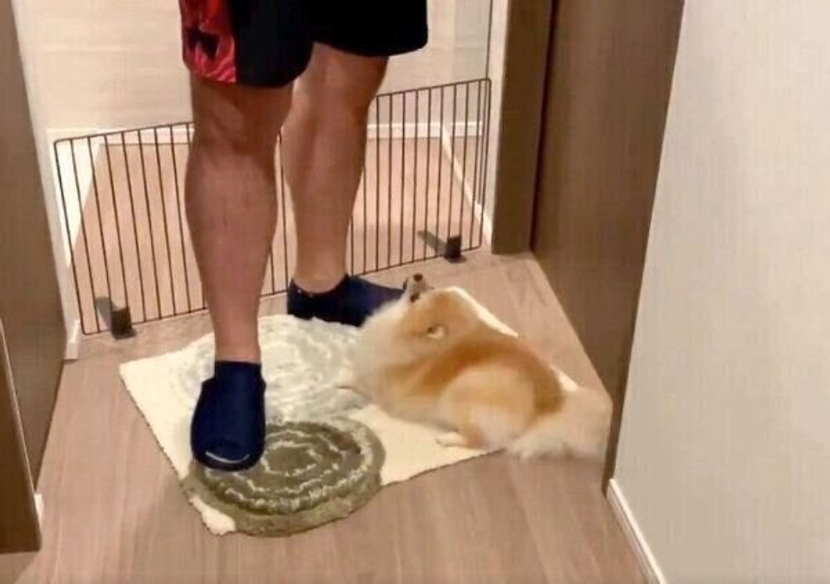 世界一かわいい圧力 と話題になったことも 飼い主の帰宅を喜ぶ犬の姿に悶絶 いぬのきもちweb Magazine 世界一かわいい圧力 と話題になったことも 飼い主の帰宅を喜ぶ犬の姿に悶絶 いぬのきもちweb Magazine