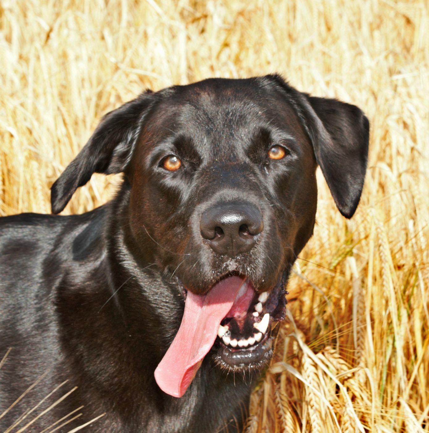 ドッグフードに表示された グルテンフリー グレインフリー の意味 犬への効果はある いぬのきもちweb Magazine