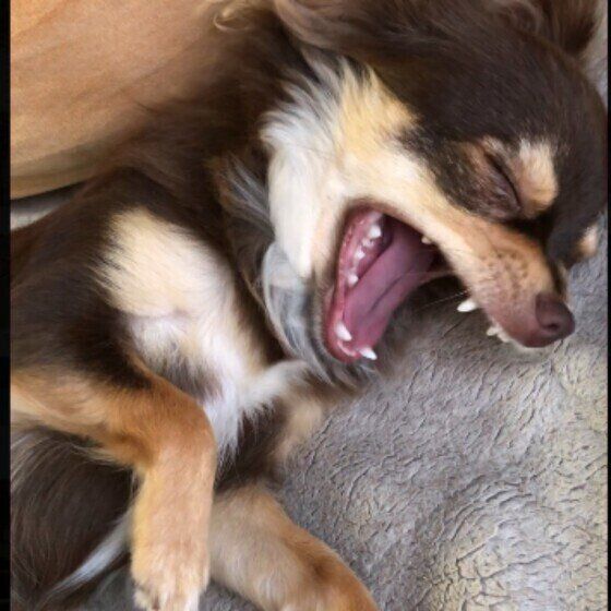 眠いだけじゃない 犬が あくび をする理由と対処法 いぬのきもちweb Magazine