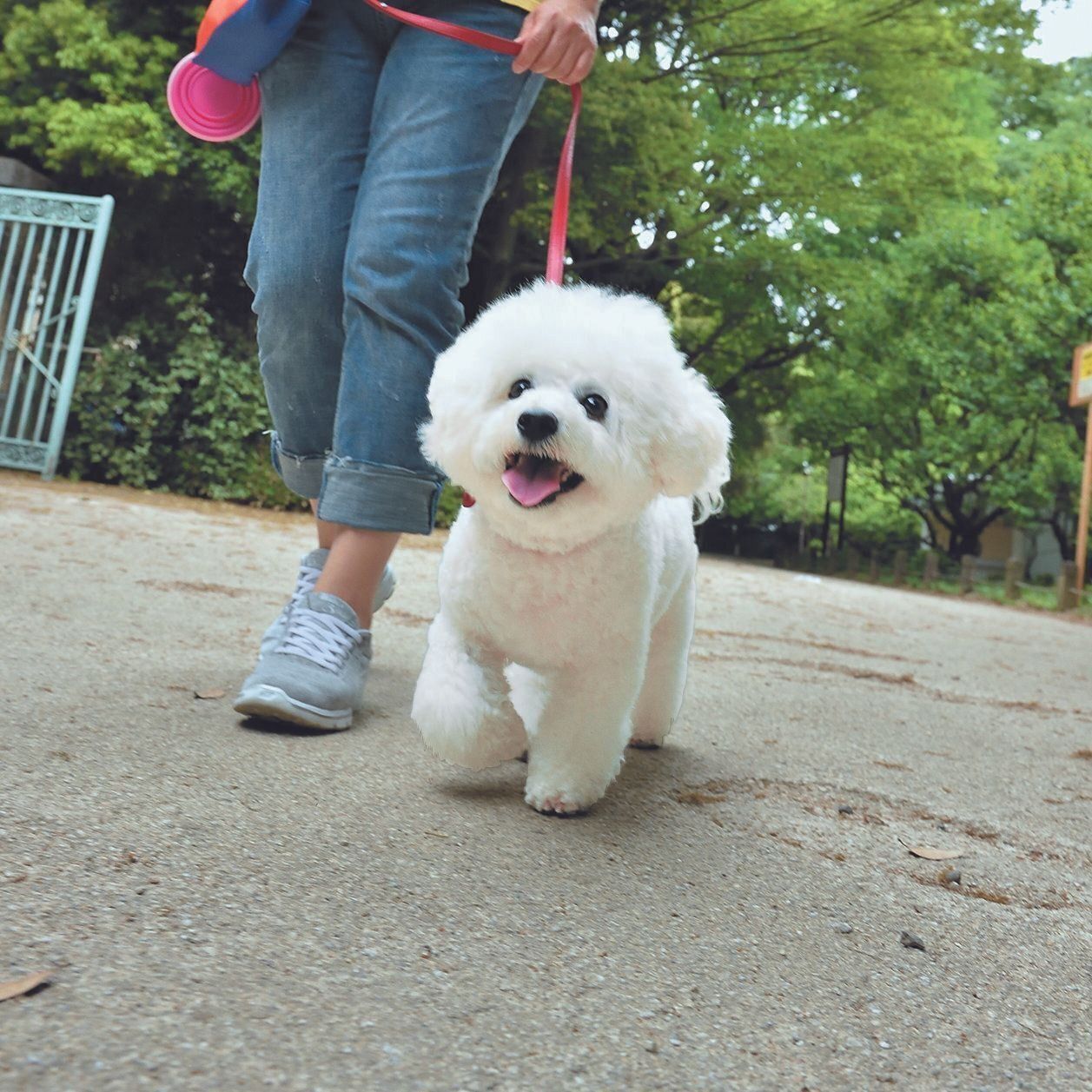 散歩を増やす！