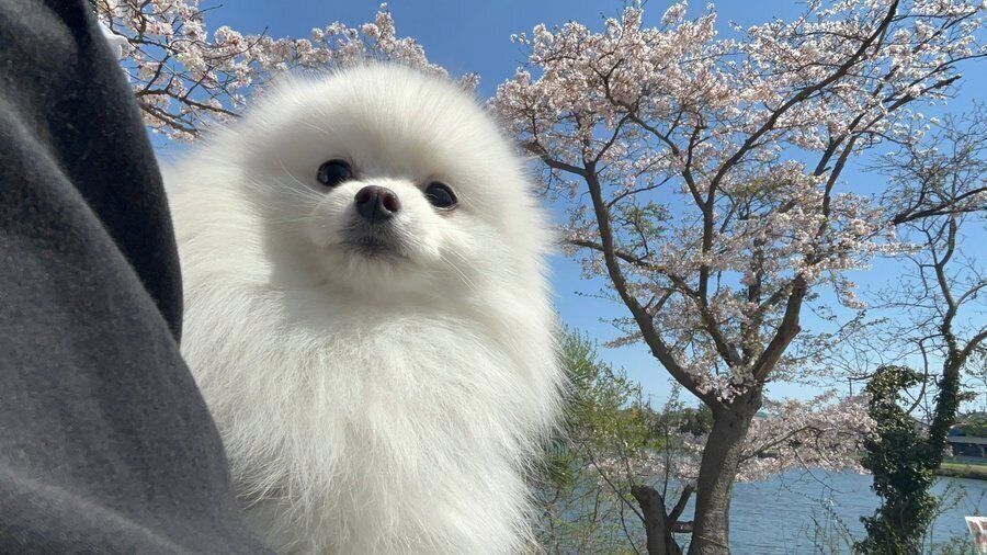 散歩するぴりかちゃん