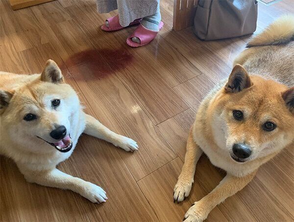 ココちゃん、チョコくん