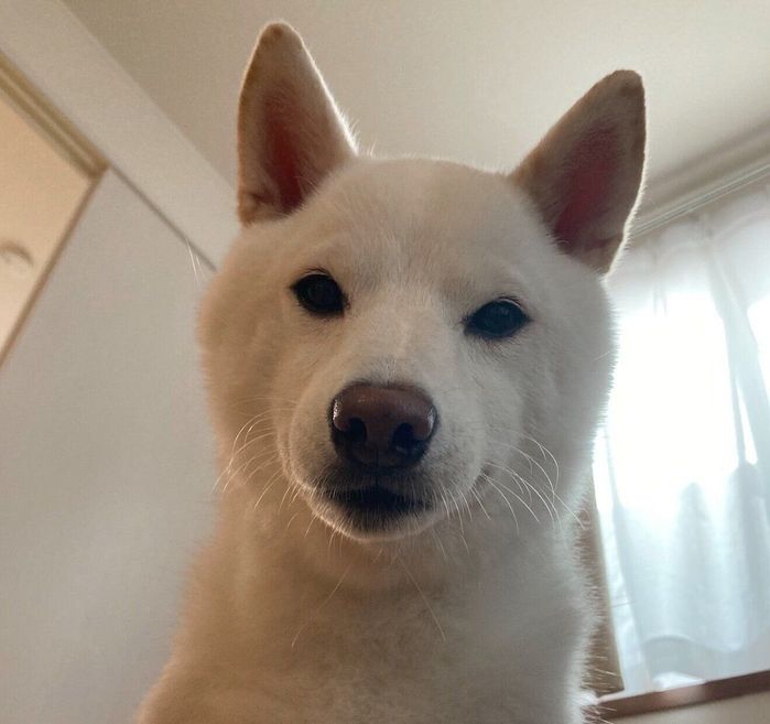 見つめるゆきみちゃん