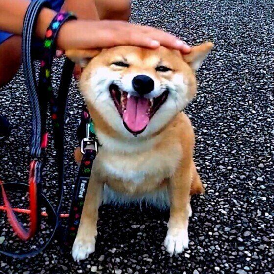 撫でられて嬉しそうな柴犬