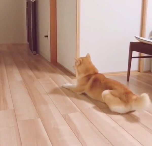 待つ柴犬