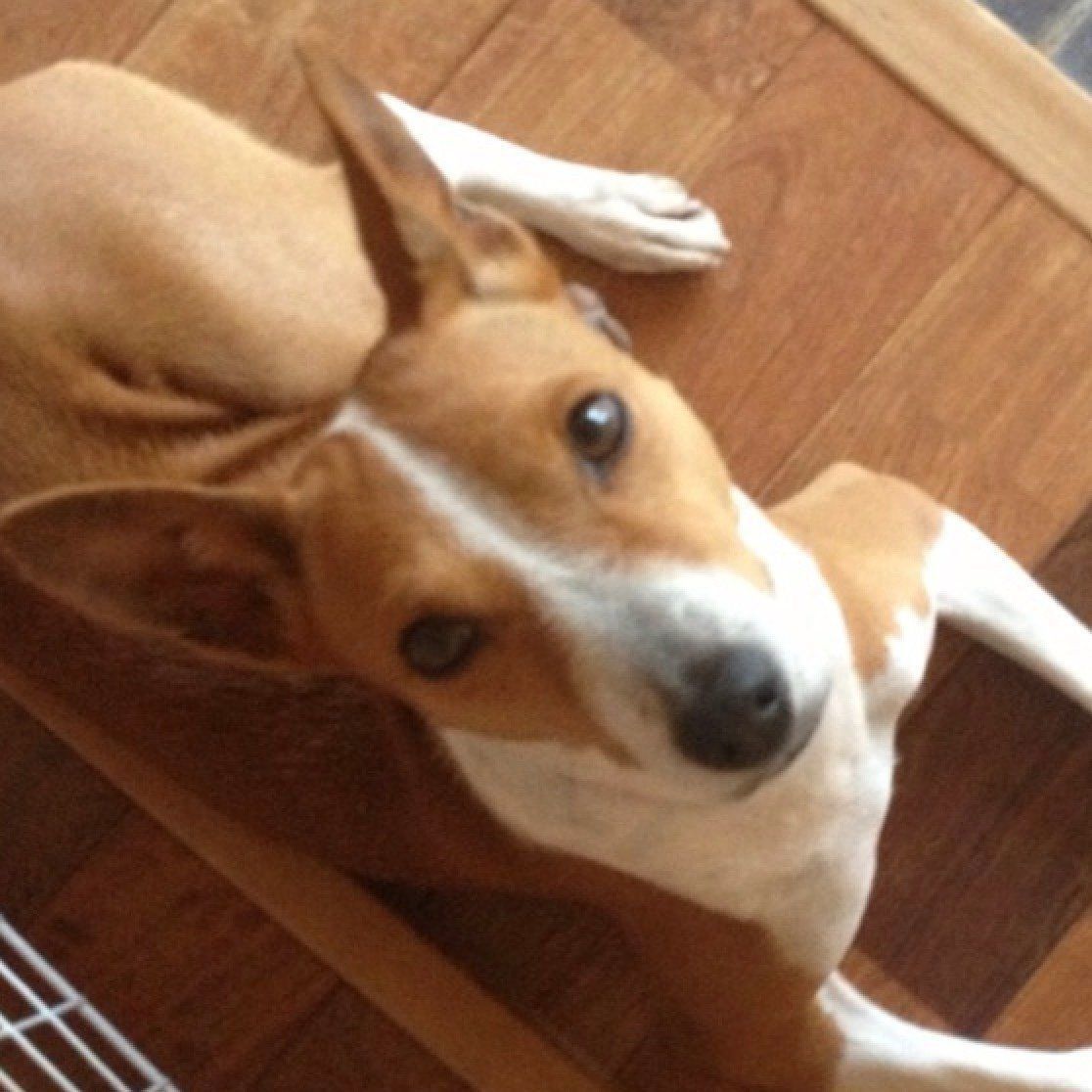 テテちゃん（メス・12才／バセンジー）