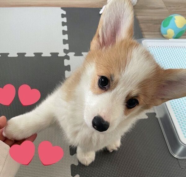 オテをするぱんちゃん