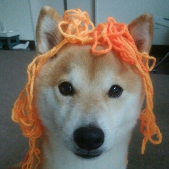 毛糸の柴犬