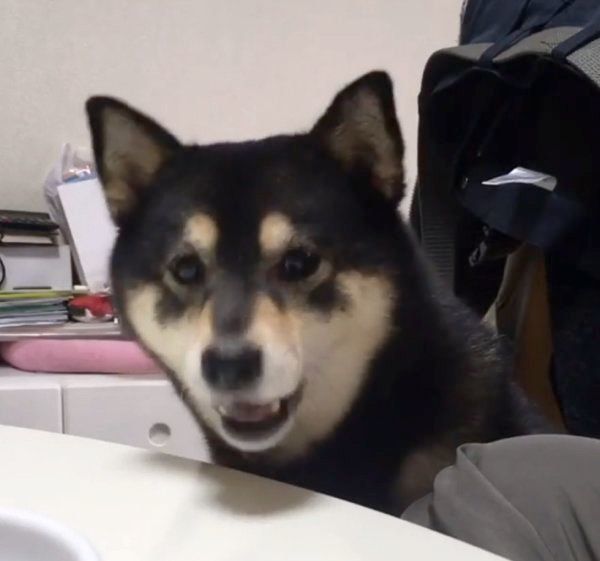 柴犬の吾子ちゃん