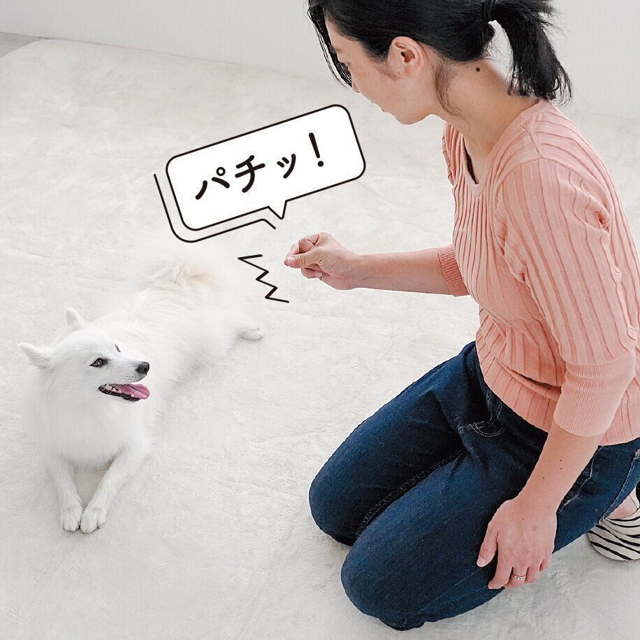 音で愛犬を注目させてから