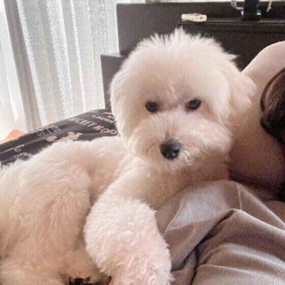 ビション・フリーゼのこめくん