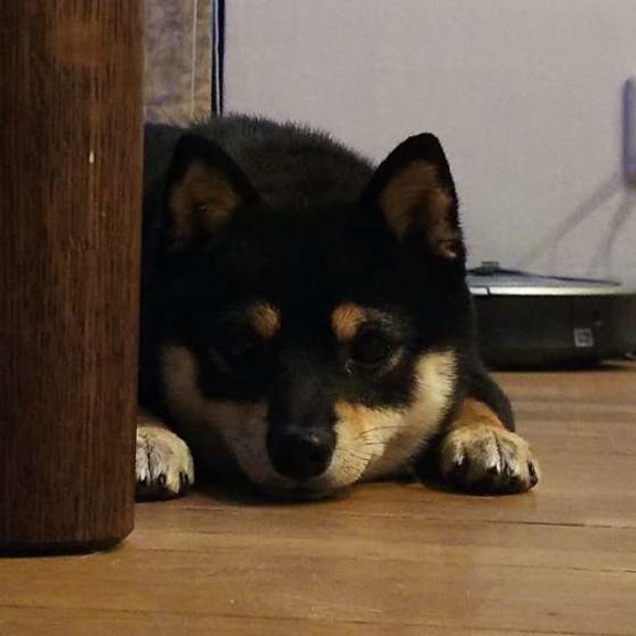 すみっこ こはるちゃん