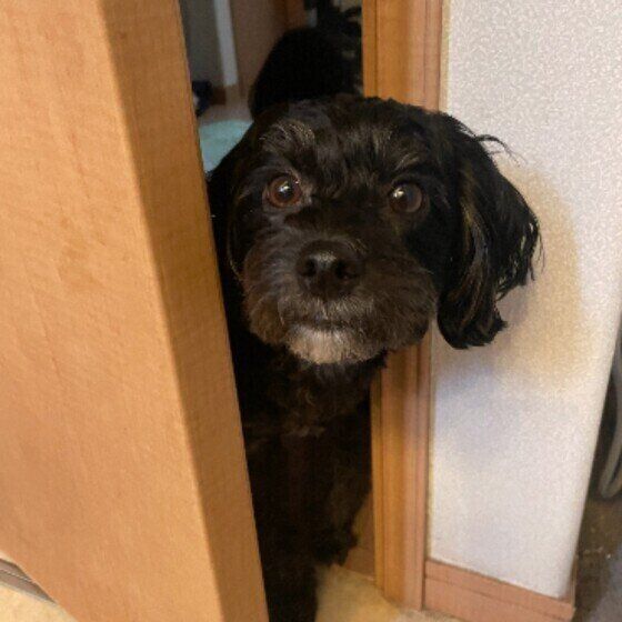 あとをついてくる小型Mix犬