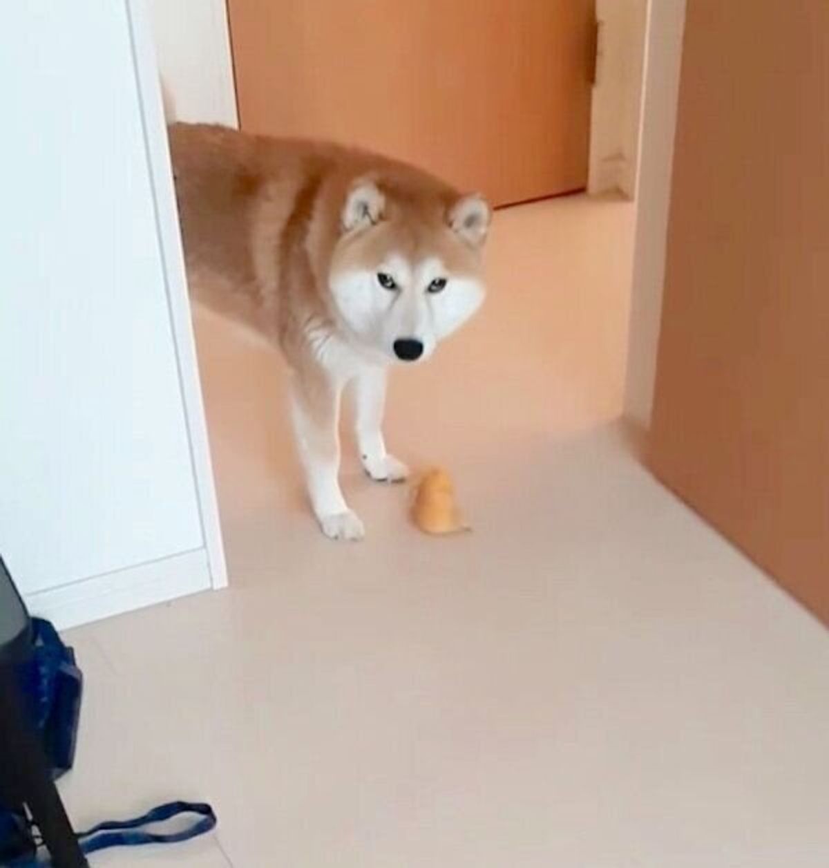 アヒルちゃん に八つ当たりも お風呂後に荒ぶる柴犬が爆走した いぬのきもちweb Magazine アヒルちゃん に八つ当たりも お風呂後に荒ぶる柴犬が爆走した いぬのきもちweb Magazine