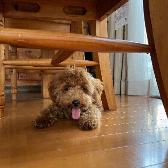 トイ・プードル いぬのきもち