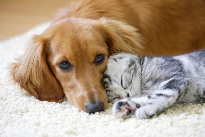 マダニのリスクを抱える犬猫のイメージ