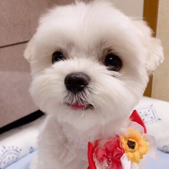 マルチーズのチノちゃん♪