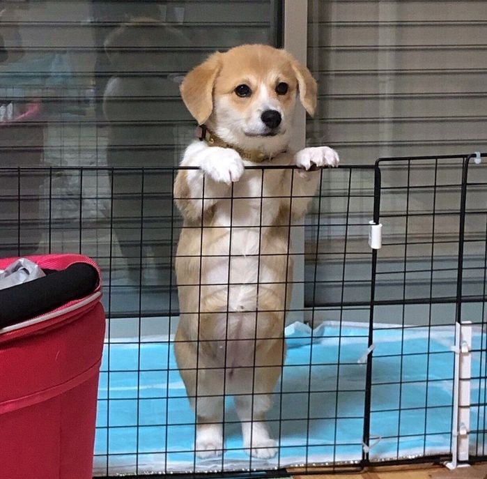 「ぽんぽこりん」なおなかが可愛いらんちゃん