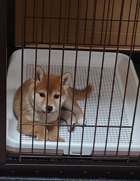 トイレの上で横になっている柴犬の子犬