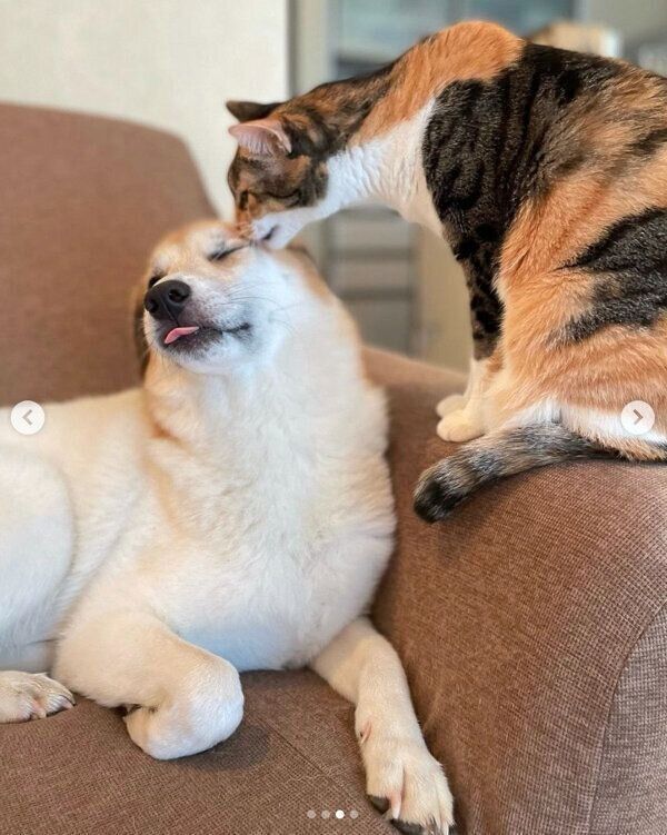 仲良しなコロちゃんとチコちゃん